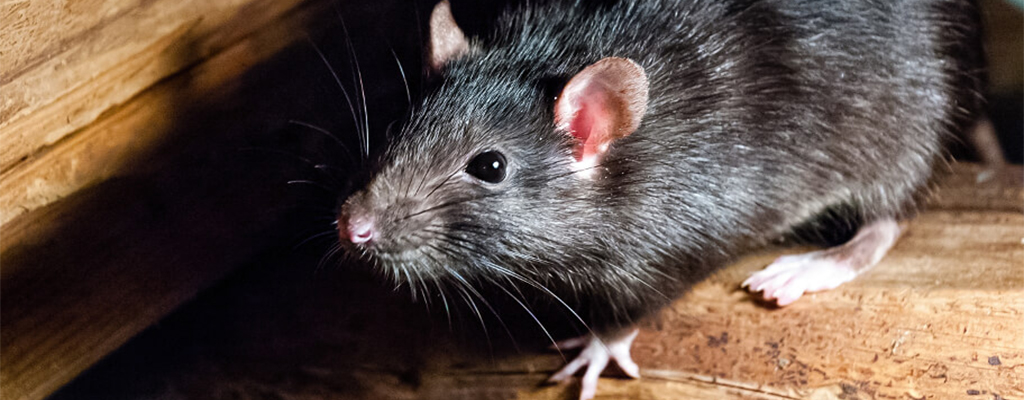 plasic odpuzovac mysi potkanu krys